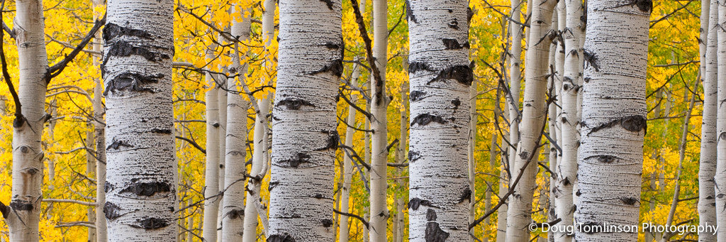 Four Aspens Fall - 1397