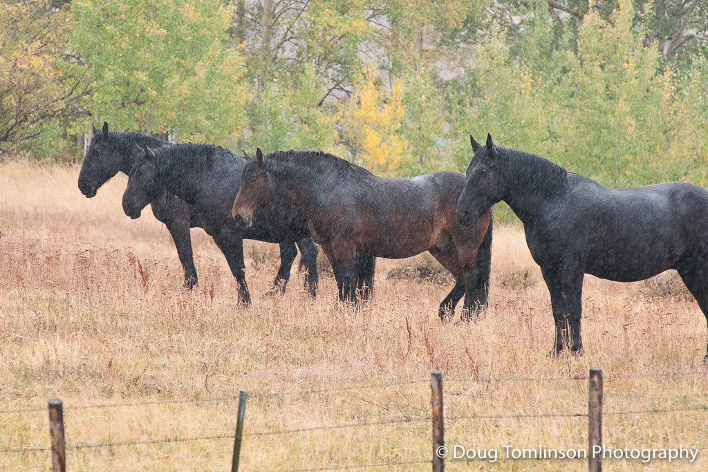 Four in a Row - 1298