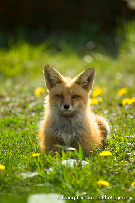 Fox Among the Dandelions - 1189