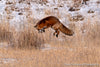 Fox Jumping - 1117