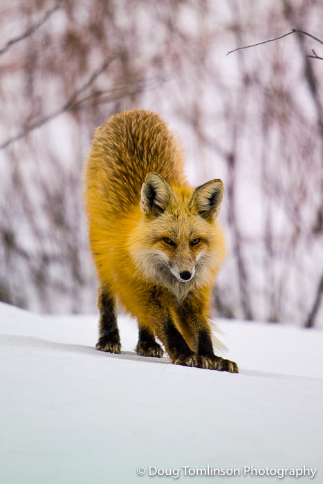 Fox Morning Stretch - 1030