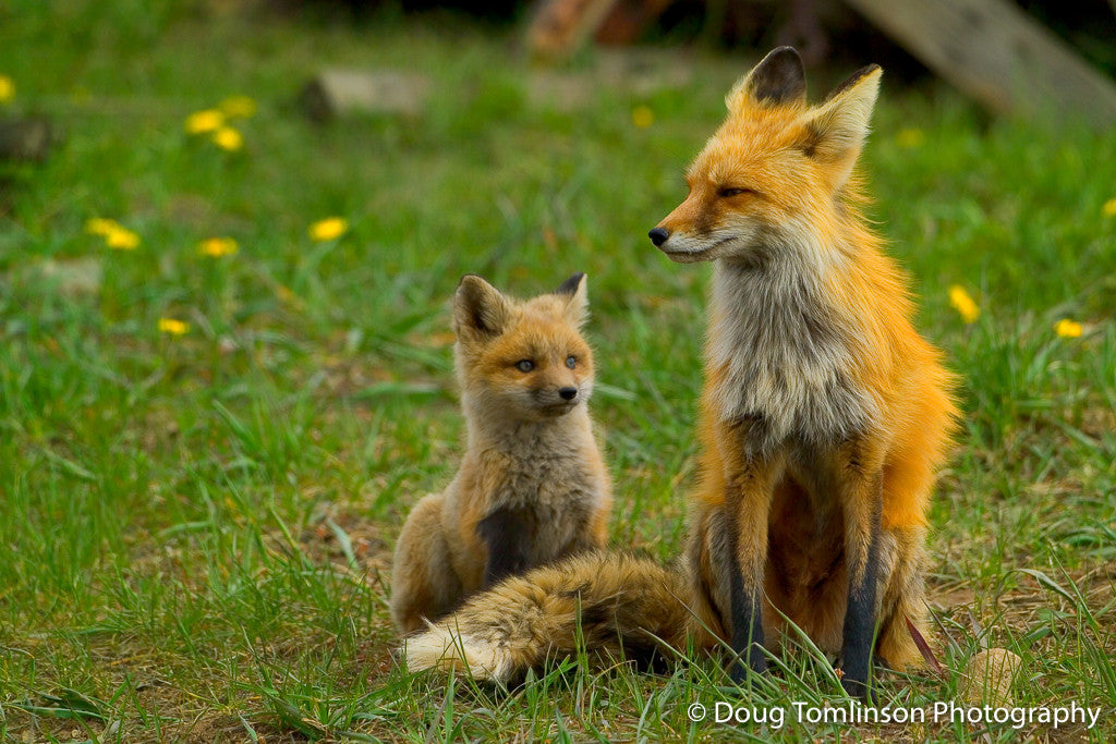 Fox Pup with Mom - 1031