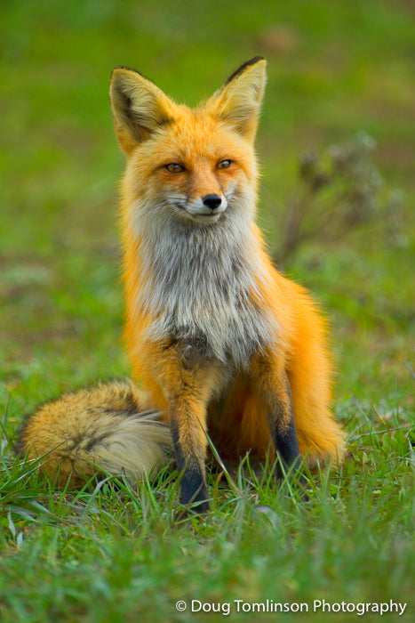 Foxy Lady - 1022