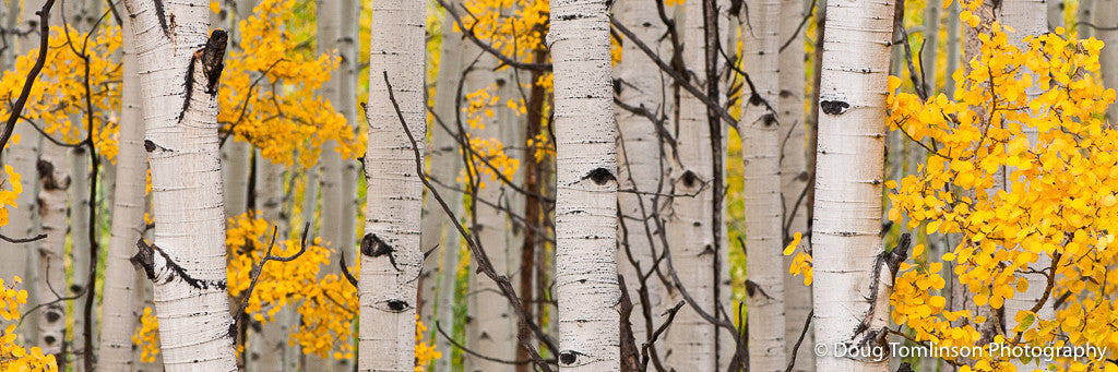 Golden Aspens - 1344