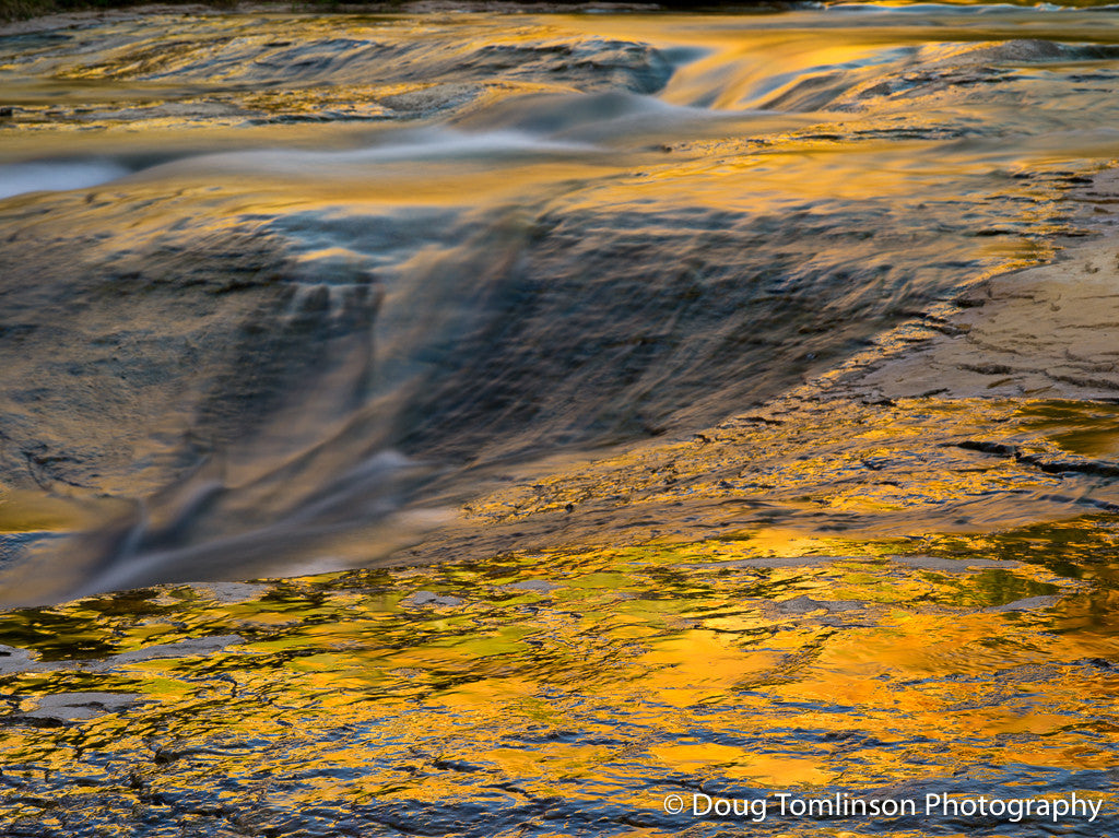 Golden Reflections -1502