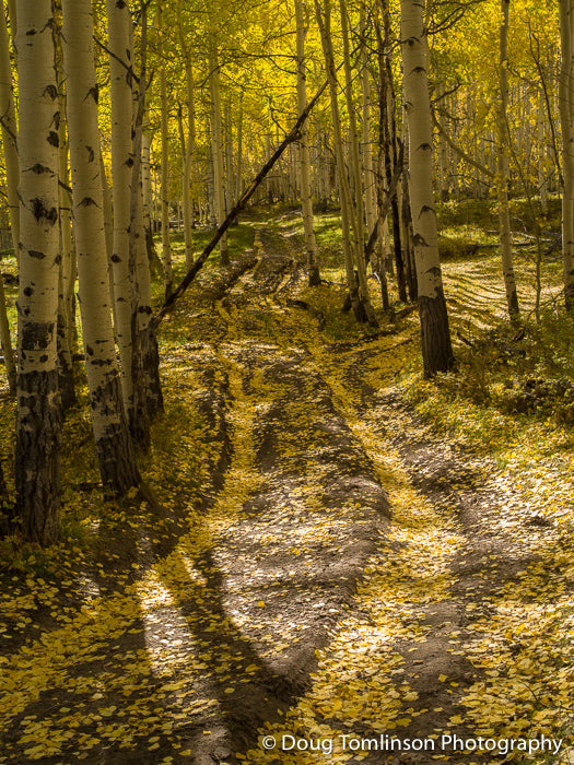 Golden Tracks - 1370