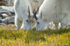 Grazing Grass Goats - 1194