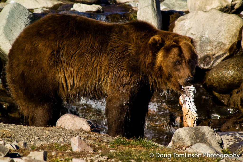 Grizzly Bear Snack - 1187