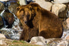 Grizzly Glare - 1188