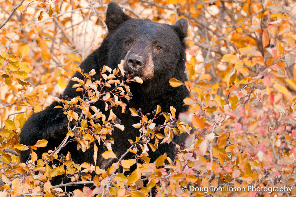 I Like Berries - 1305
