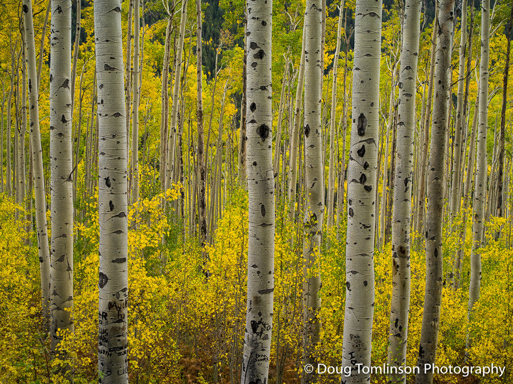 Independence Gold - 1381