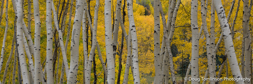 Last Dollar Aspen - 1387