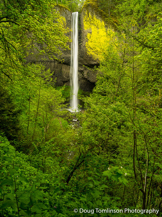 Latourell Falls - 1528