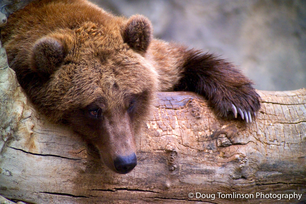 Lazy Day for a Bear - 1009