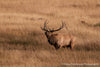 Lone Elk - 1403
