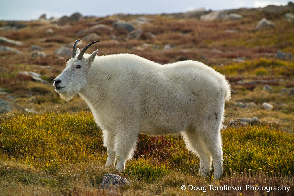 Lone Mountain Goat - 1272