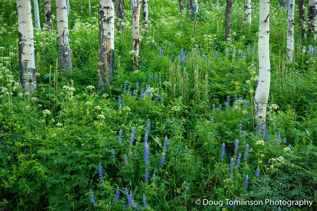 Lupine with Aspen Trees - 1562