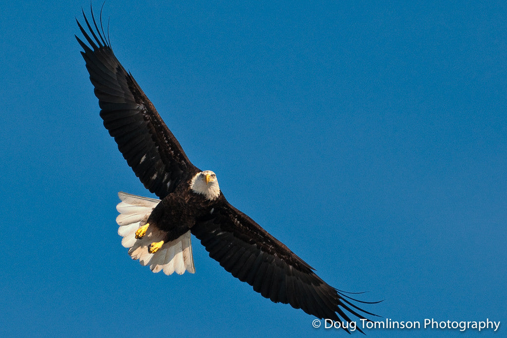 Majestic Flight - 1121