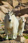 Mom and Baby Mountain Goat - 1246