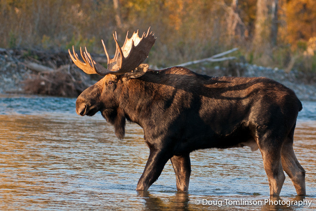 Morning Crossing - 1282