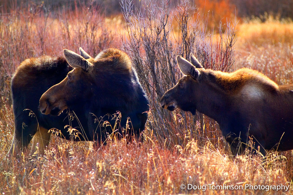 Mother & Daughter Moose - 1034