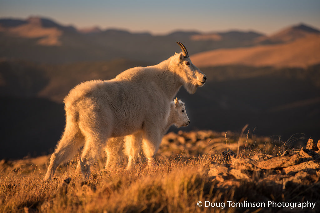 Mountain Goats Evening - 1573