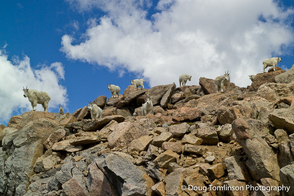 Mountain Goat Gathering - 1023