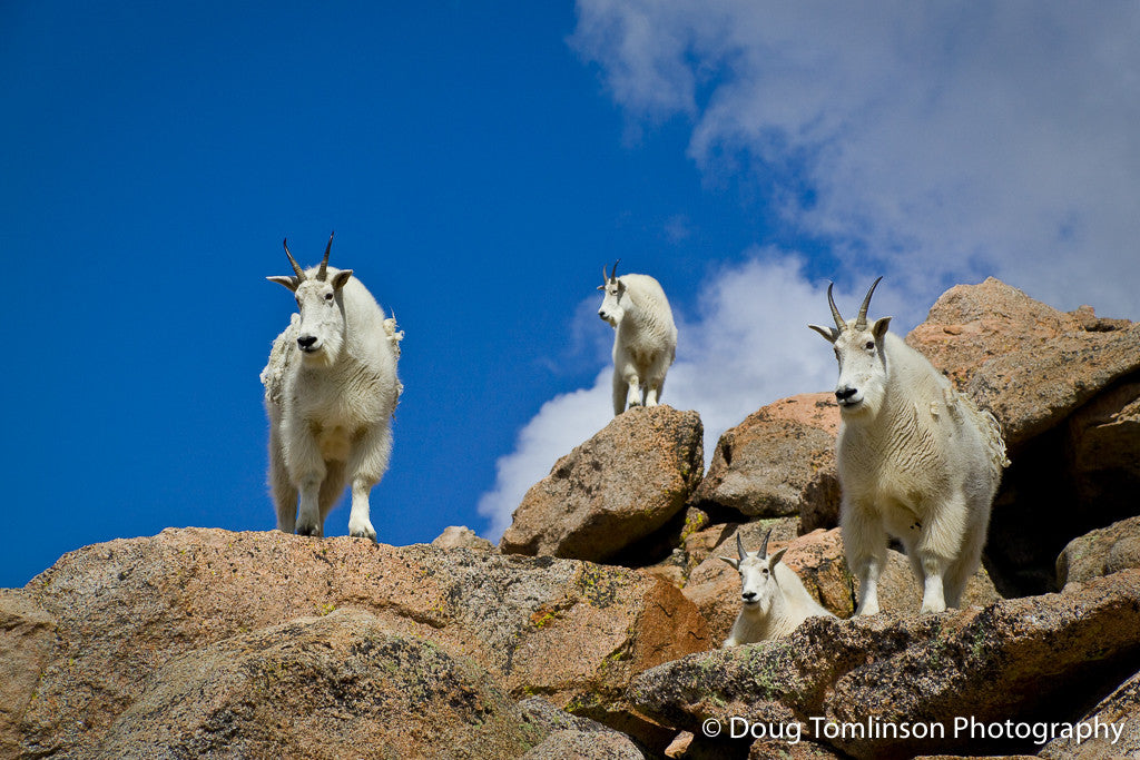 Mountain Goat Overlook - 1271