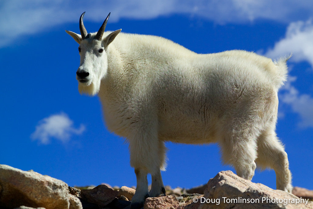 Mountain Goat on Summit - 1248