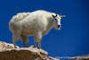 Mountain Goat with Colorado Blue Sky - 1045
