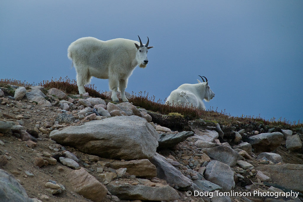 Mountain Goats; Awaiting the Storm - 1028