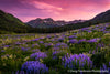 Mountain Meadow with Lupine -1560