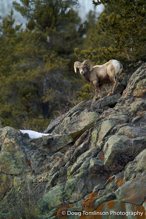 Not Too Steep for a Bighorn Sheep - 1021