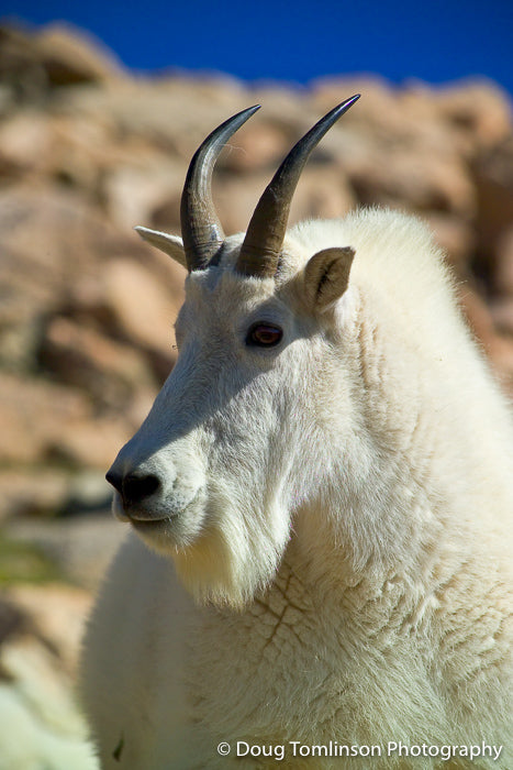 Papa Mountain Goat - 1046