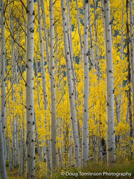 Peaceful Aspen Grove - 1358