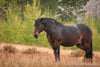 Peaceful Horse in Meadow - 1299
