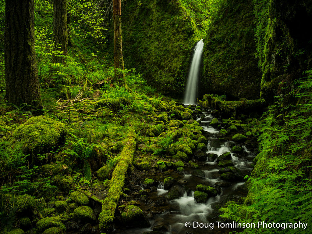 Peaceful Mossy Grotto - 1534