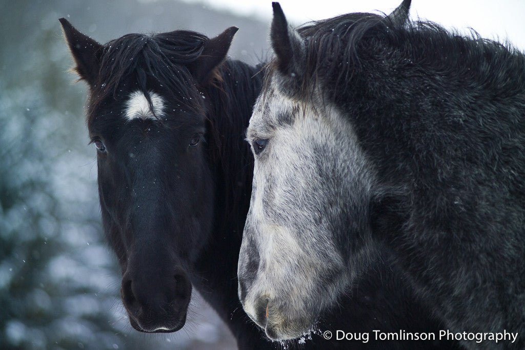 Peaceful Silver and Chief - 1079