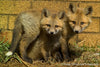 Playful Fox Siblings - 1033