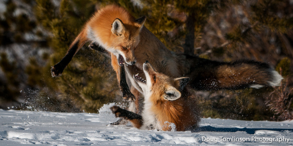 Playfull Foxes - 1404