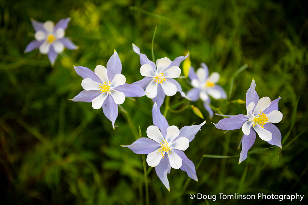 Purple Elegance - 1564