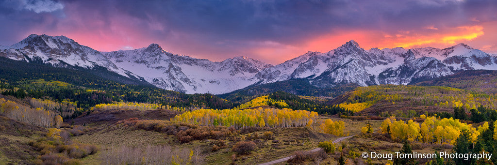 Purple Majesty - 1457