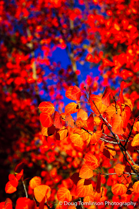 Red Aspens Shimmering - 1172