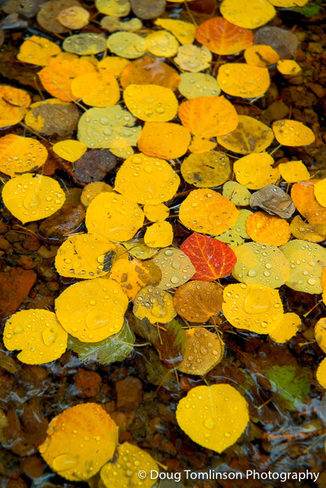 Red Leaf Beauty - 1055