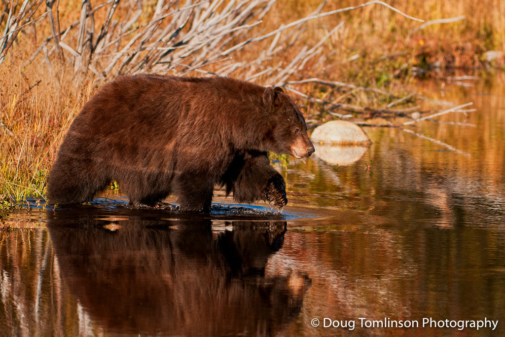 Reflection of Bear - 1303