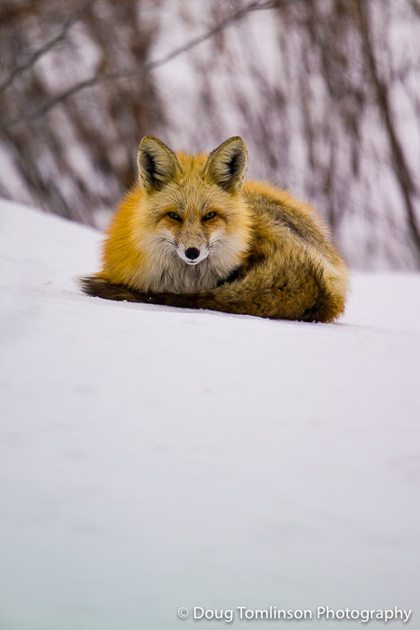 Resting Fox - 1176