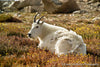 Resting Mountain Goat - 1197
