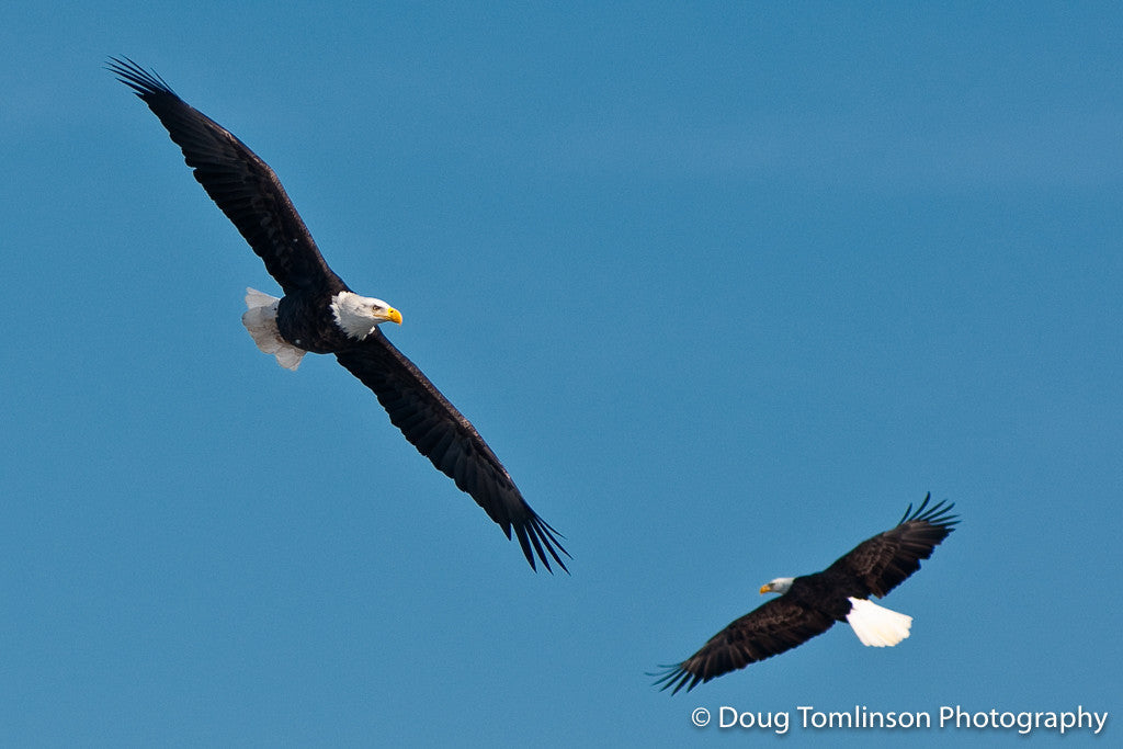 Riding Thermals - 1120