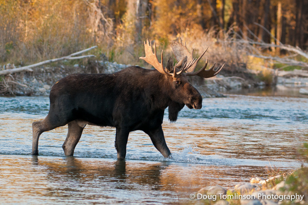River Crossing - 1284