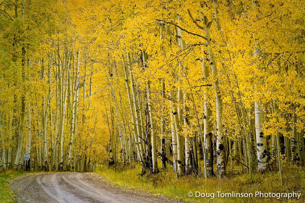 Road to Autumn - 1061